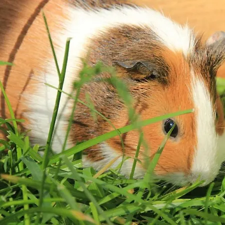 Pensión Gaestehaus Binder 3*