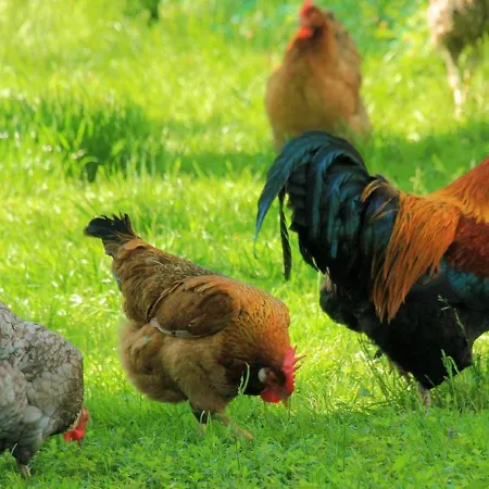 Gaestehaus Binder Pensión Anger