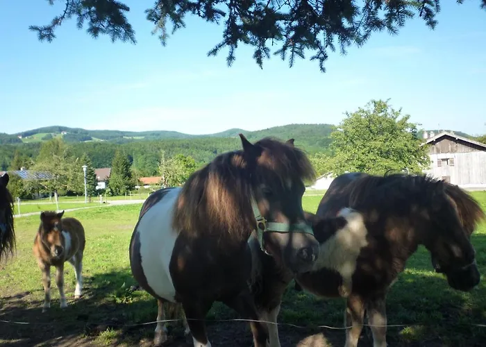 Gaestehaus Binder בית הארחה אנגר