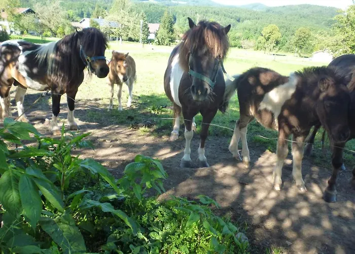 بيت ضيافة Gaestehaus Binder انغر